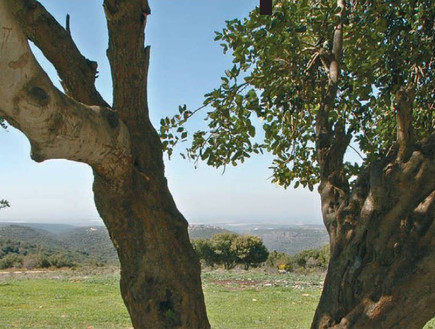 נופים ירוקים - גליל מערבי (צילום: יותם יעקובסון,אורלי גנוסר, גלובס)